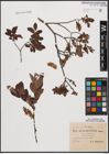 Foto von Salix aurita L. x Salix myrtilloides L.
